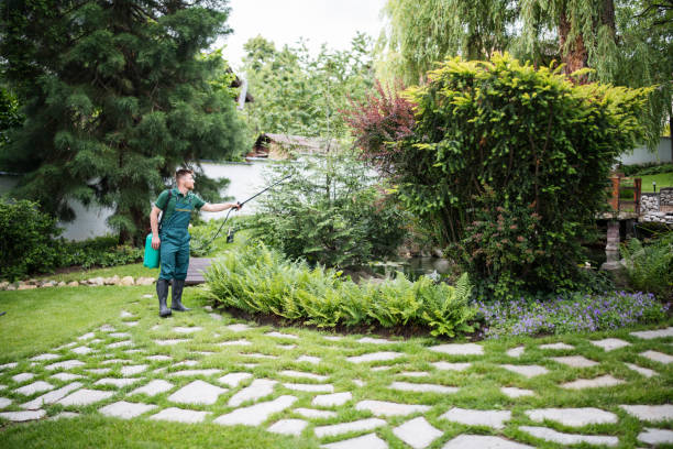 Best Ant Control Services  in Buffalo Center, IA