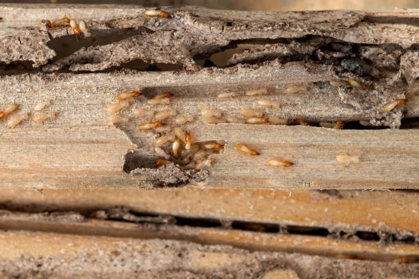 Best Pest Prevention Services  in Buffalo Center, IA