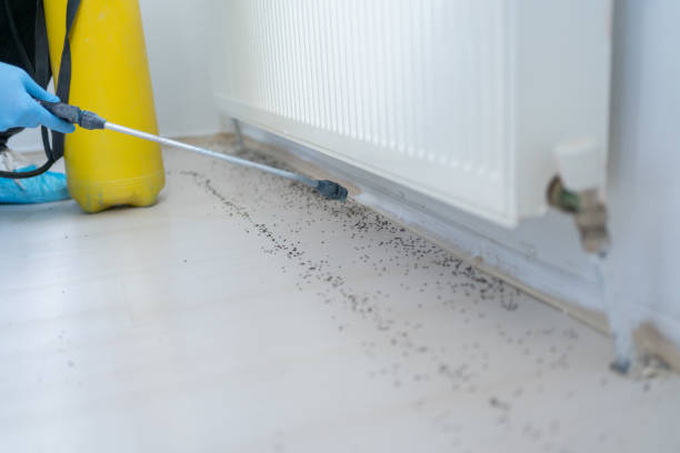 Best Termite Control Services  in Buffalo Center, IA